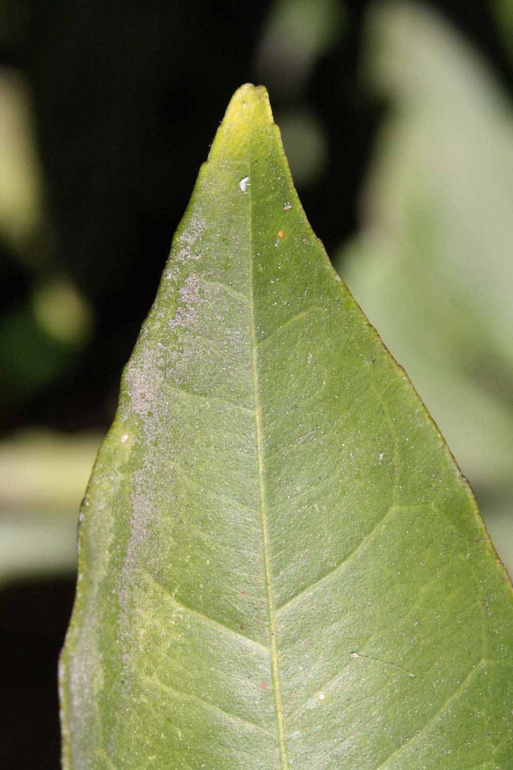              Margin (Riverside, CA)       